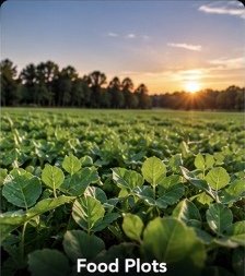 Food Plots