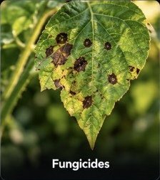 Fungicides
